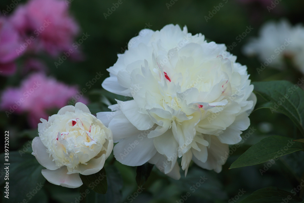 Beautiful peonies in the garden Beautiful peonies in the garden