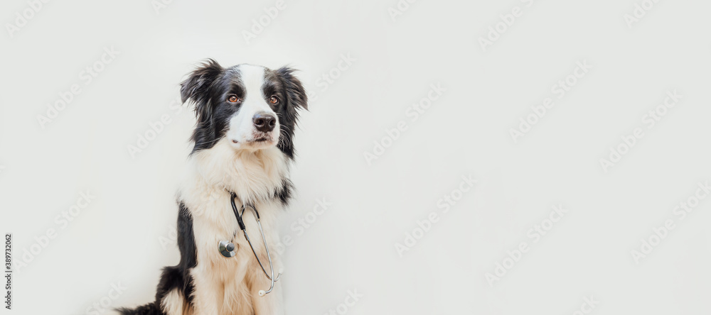 Puppy dog border collie with stethoscope isolated on white background. Little dog on reception at veterinary doctor in vet clinic. Pet health care and animals concept. Banner