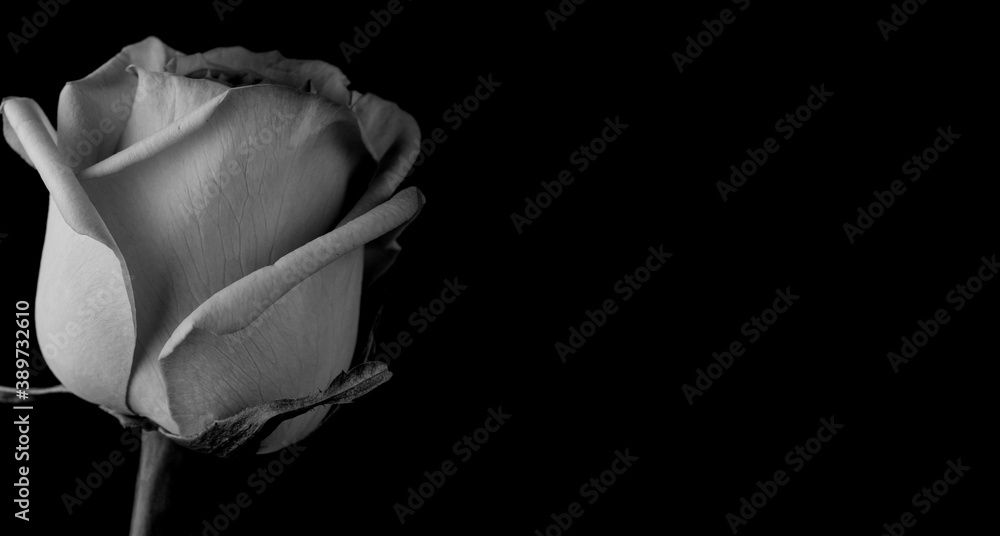 Fototapeta premium Black and White Rose on Black Background. monochome womans day. valentine. march 8
