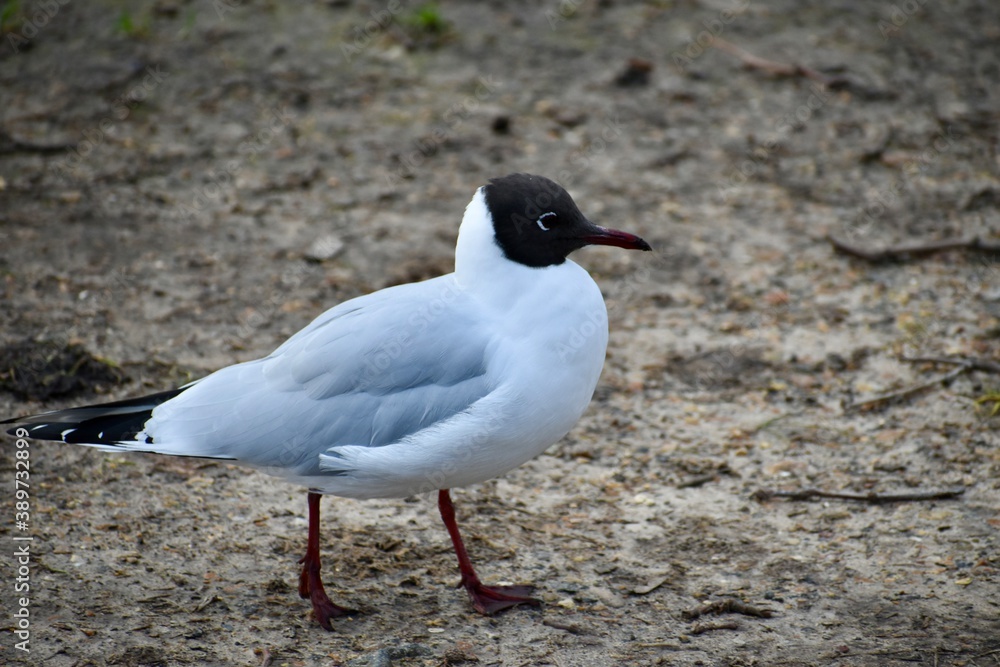 Black-headed gull walking at park Black-headed gull walking at park