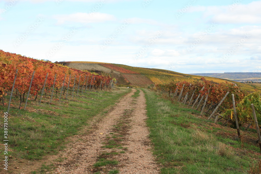 Weinlaub im Herbst. Weinberge. Weinstöcke.