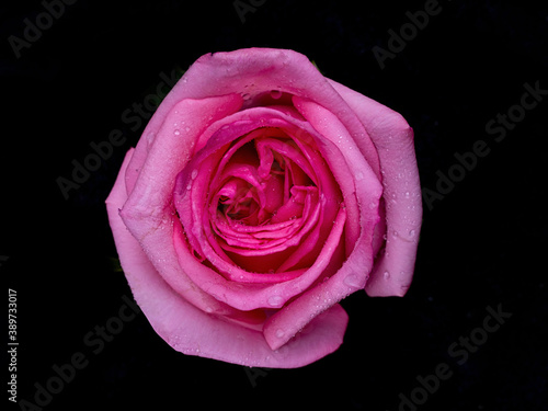 drops on roses. Abstract flower with pink rose on black background - Valentines  Mothers day  anniversary  condolence card. Beautiful rose. close up roses . red kamala . panorama