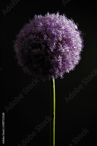 Flowering garden plant with flowers in shape of a globe. Giant onion, scientific name Allium giganteum
 photo