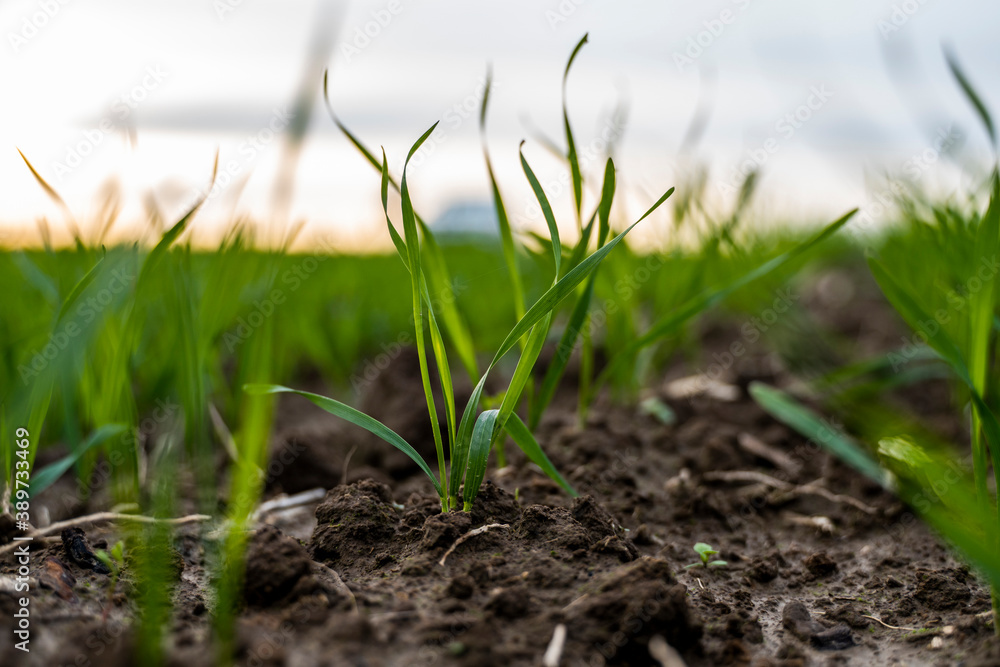 Fototapeta premium Close up young green wheat seedlings growing in a soil on a field in a sunset. Close up on sprouting rye agriculture on a field in sunset. Sprouts of rye. Wheat grows in chernozem planted in autumn.