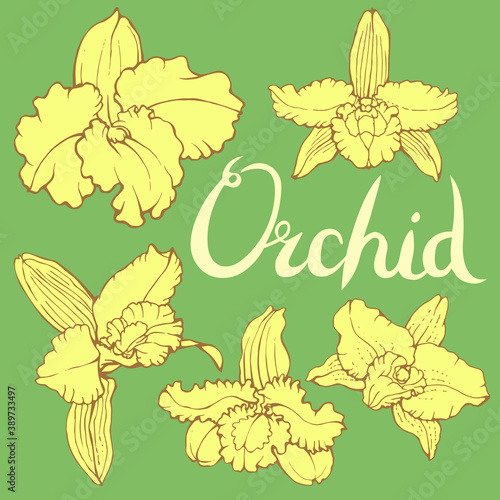 Fototapeta Naklejka Na Ścianę i Meble -  Beautiful isolated Dendrobium orchids on green background. Different elements for floral season design. Hand drawn vector.