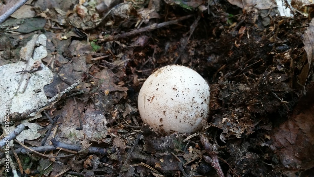 Nature. Mushrooms Nature. Mushrooms