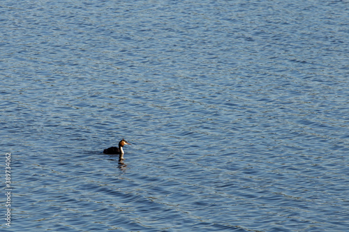 One of great crested grebe (Podiceps cristatus) is a member of the grebe family of water birds noted for its elaborate mating display floating on the water.