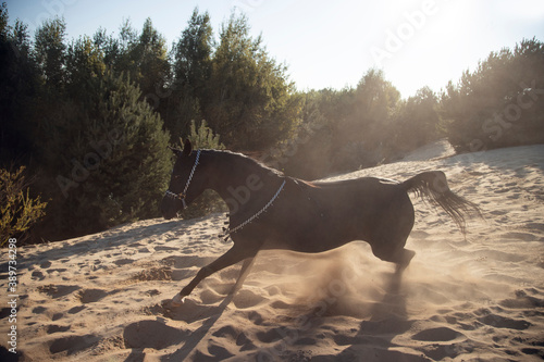 beautiful black Arabian horse running on sand dune through the sunlight 