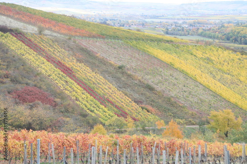 Weinlaub im Herbst. Weinberge. Weinstöcke. photo