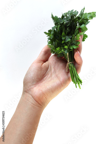 A bunch of parsley in a woman's hand on a white background. Harvest from the garden. Close up.