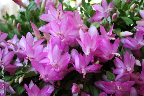 Pink flowers of Schlumbergera truncata