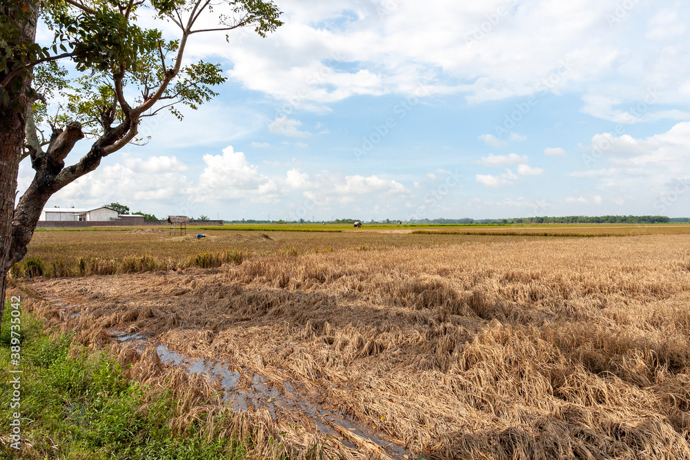 Paddy fields damaged by brown plant hoppers in Java island of Indonesia