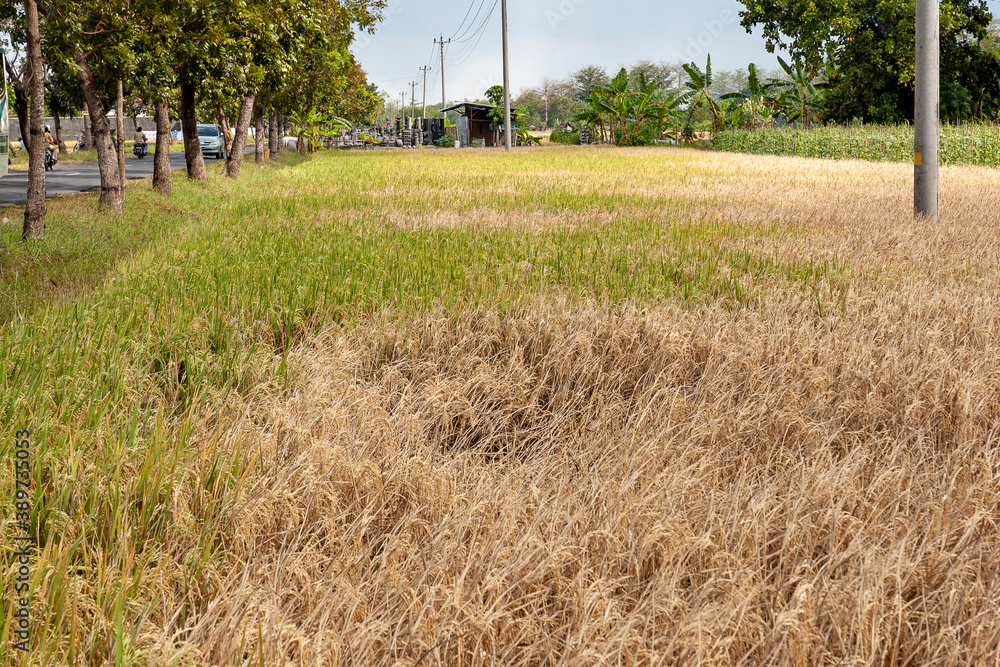 Paddy fields damaged by brown plant hoppers in Java island of Indonesia
