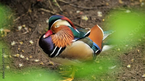 Mandarin duck cleaning his feather beautiful birds aix galericulata male canard