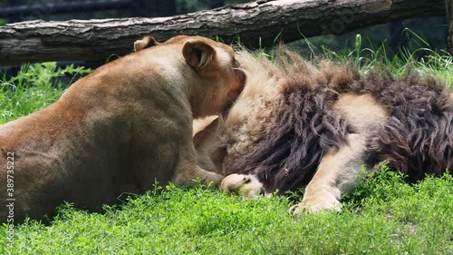 Male and female of Katanga Lion, Panthera leo bleyenberghi. Animal love, female licks and cleans male animal fur photo