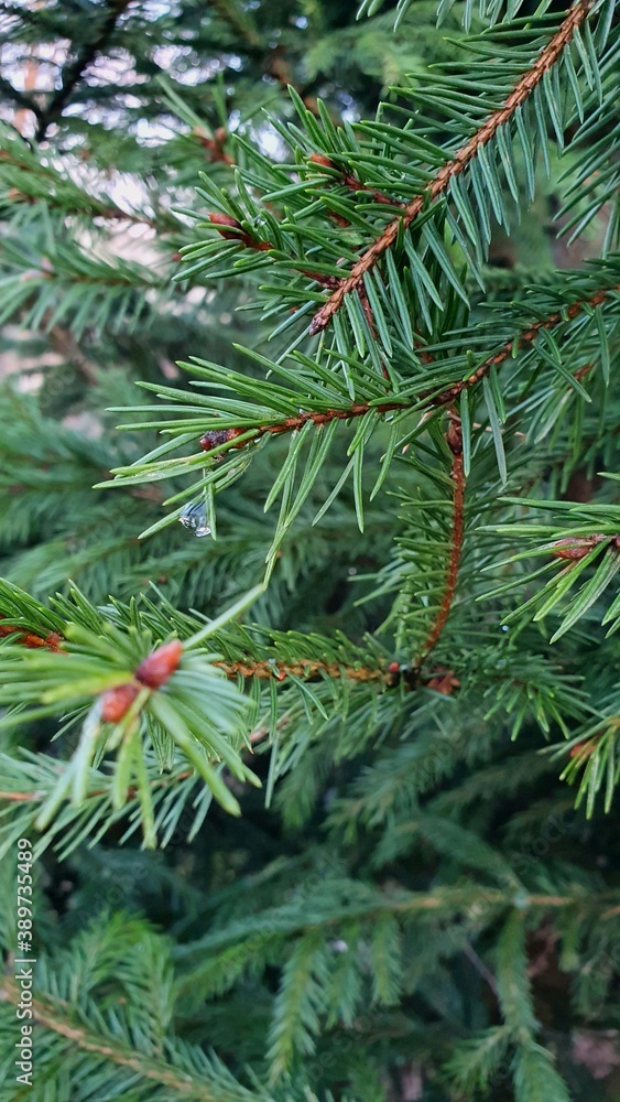 pine needles