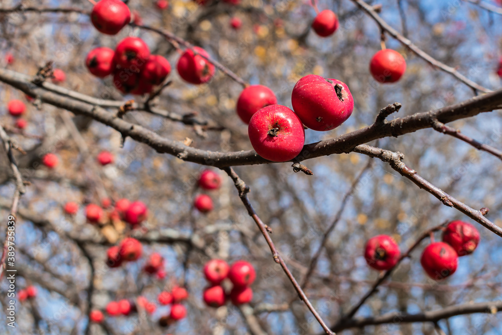 red berries on a branch