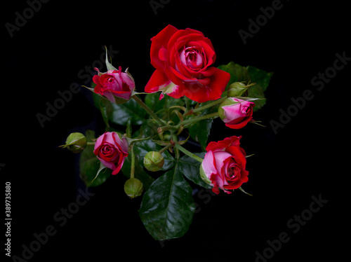 red roses  rose flower  blossom  macro  march 8  valentine  woman s day  black background  blooming  roses background  banner  panorama  flora  bloom  blossom out  blurred  botany  bush  closeup  cong