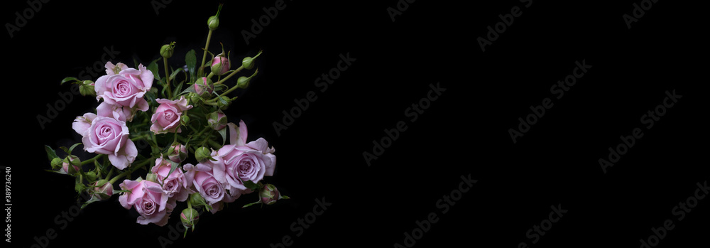 roses flowers on black background