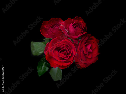 drops on roses. Abstract flower with pink   redrose on black background - Valentines  Mothers day  anniversary  condolence card. Beautiful rose. close up roses . red kamala . panorama