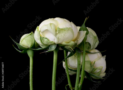 drops on roses. Abstract flower. white rose on black background - Valentines  Mothers day  anniversary  condolence card. Beautiful rose. close up roses . panorama