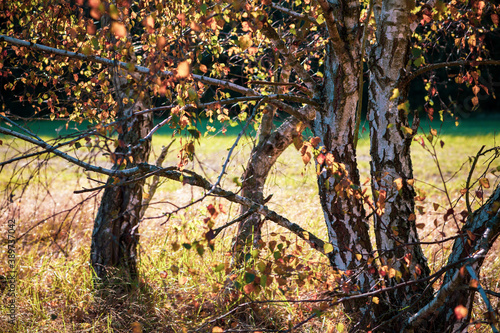Fototapeta Naklejka Na Ścianę i Meble -  Kilka brzóz w jesiennym słońcu