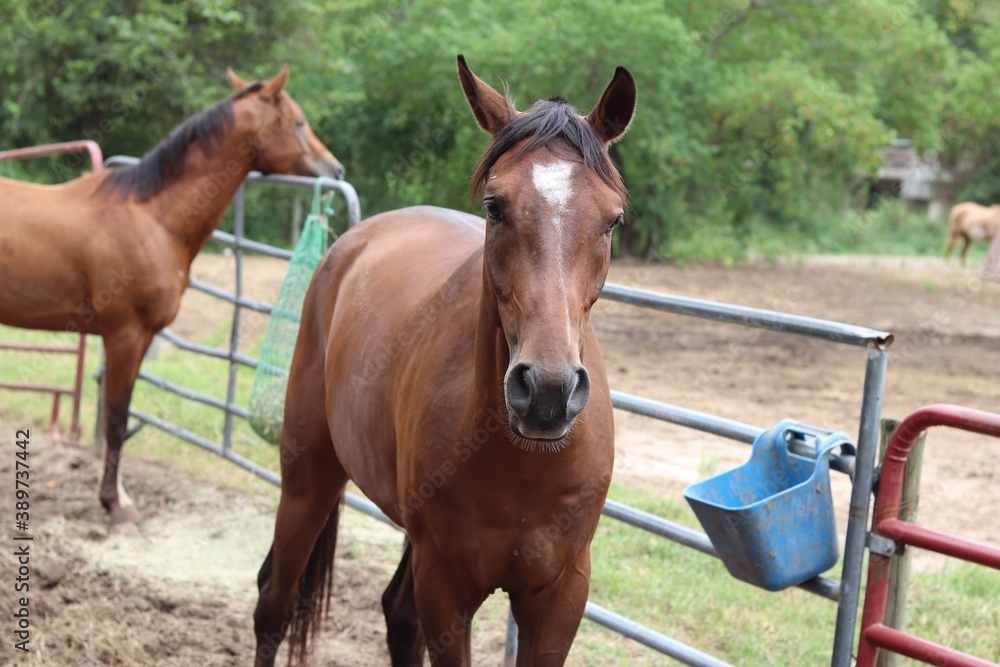 Naklejka premium Horse standing in a corral near some post with a forest in the background