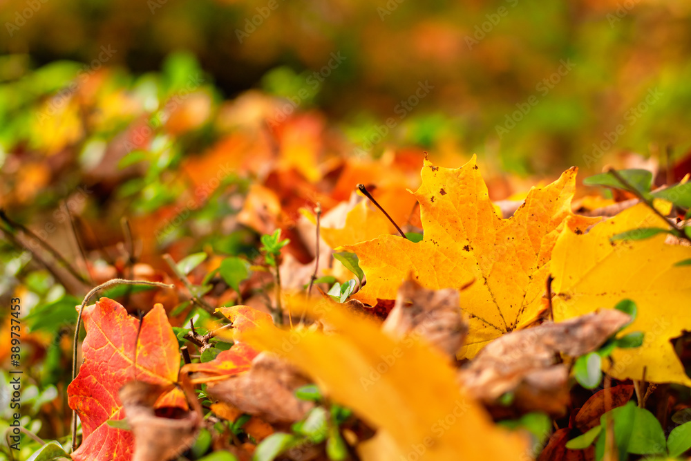 A Bright Yellow Leaf in a Pile of Autumn Leaves A Bright Yellow Leaf in a Pile of Autumn Leaves
