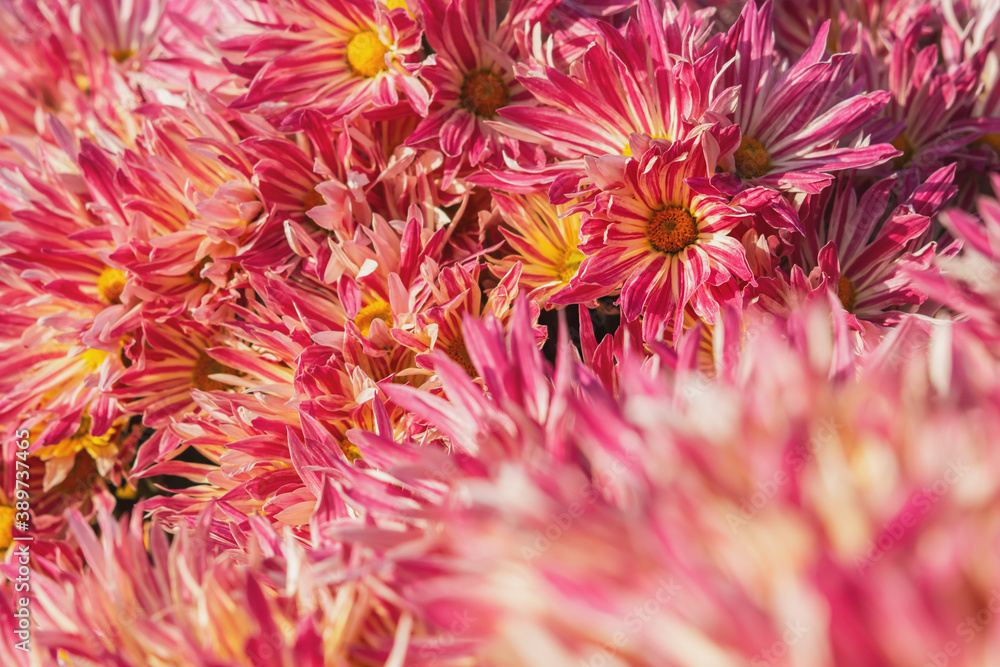 Pink chrysanthemums on a blurry background close-up view from above. Beautiful soft pastel chrysanthemums are blooming in the garden. Natural Wallpaper in selective focus. Bright floral design. Pink chrysanthemums on a blurry background close-up view from above. Beautiful soft pastel chrysanthemums are blooming in the garden. Natural Wallpaper in selective focus. Bright floral design.