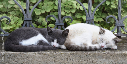 Two kittens sleep in the same poses photo