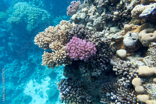 Fototapeta Naklejka Na Ścianę i Meble -  Colorful coral reef at the bottom of tropical sea, hard corals, underwater landscape