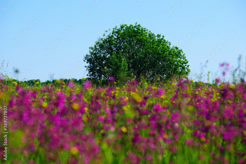 background tree on spring flowering meadow
background tree on spring flowering meadow