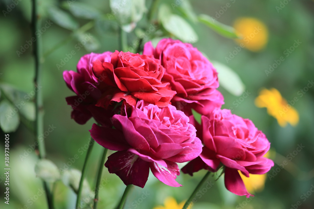 Roses in the garden