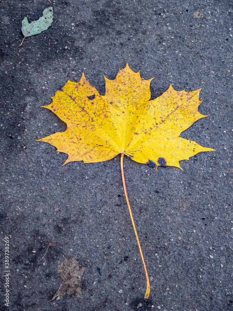 A yellow maple leaf fell from a tree onto the asphalt. A yellow maple leaf fell from a tree onto the asphalt.