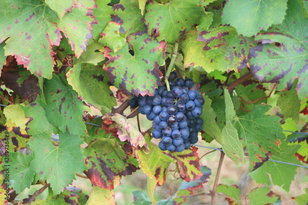 Weintrauben im Herbst.