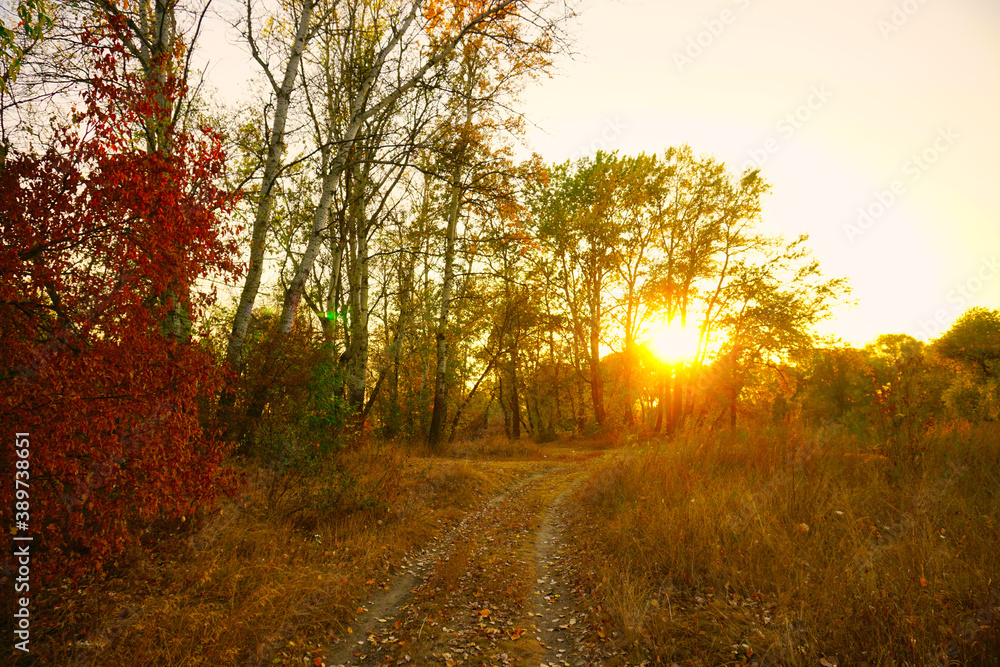Obraz premium Road in autumn forest sunset