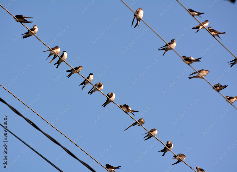 Swallows are sitting on the wires Swallows are sitting on the wires