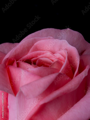 Jumelia roses. pink rose isolated on black background
womans day. valentine. march 8 photo