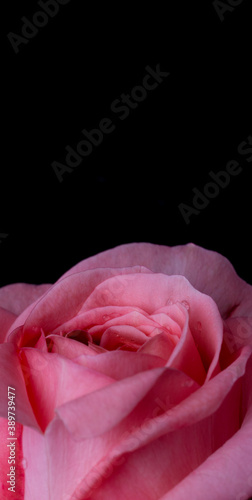 drops on roses. Abstract flower with pink rose on black background - Valentines  Mothers day  anniversary  condolence card. Beautiful rose. close up roses . red kamala . panorama