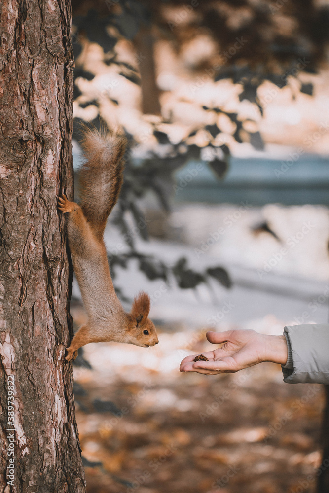 Obraz premium squirrel on a tree 