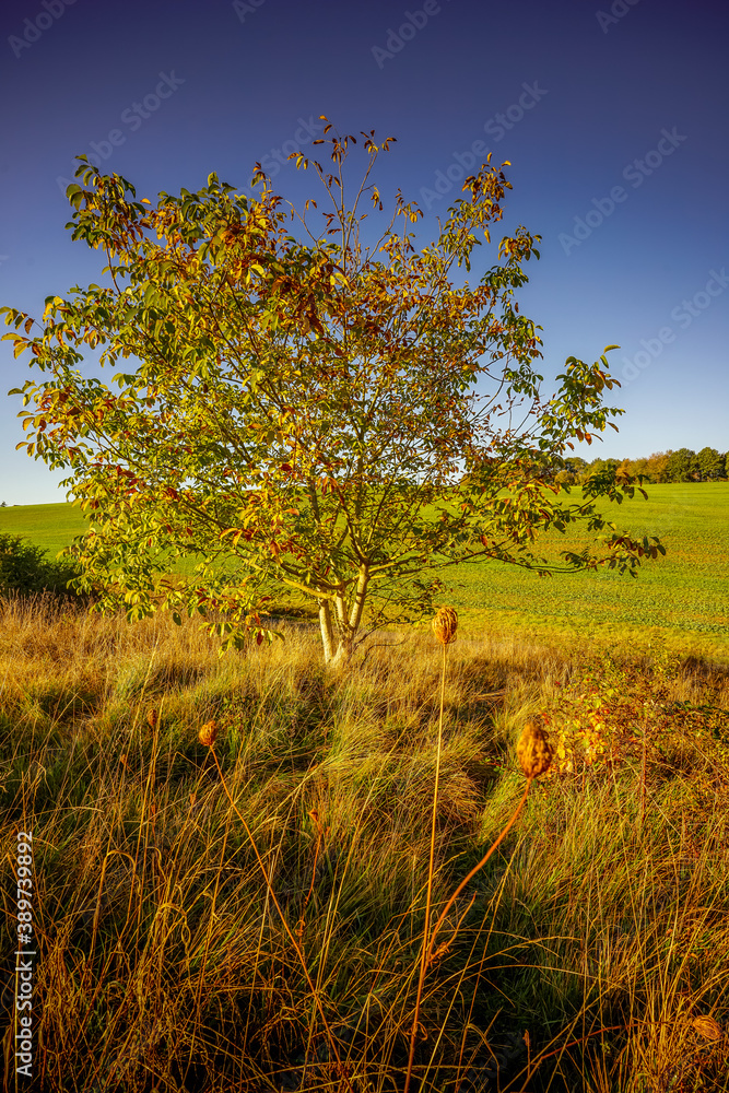 Fototapeta premium Paysage Campagne 729