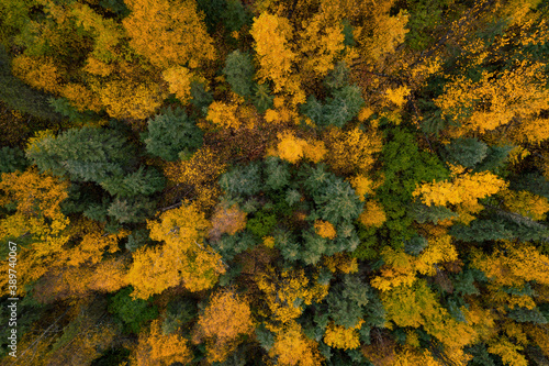 Bright yellow birch nestled among spruce
