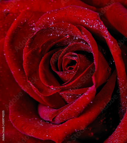 Fototapeta Naklejka Na Ścianę i Meble -  drops on roses. Abstract flower with pink rose on black background - Valentines, Mothers day, anniversary, condolence card. Beautiful rose. close up roses . red kamala 