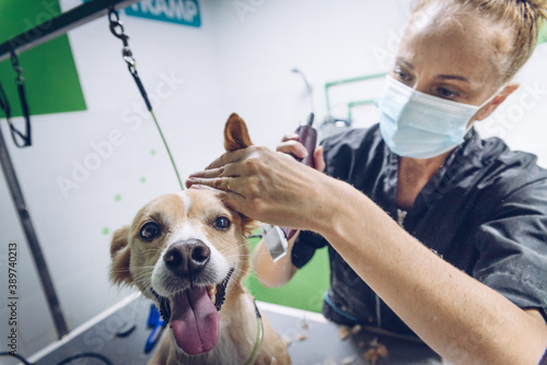 A young woman with a mask cuts the hair of a medium-sized brown dog