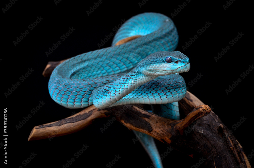 Fototapeta premium pit viper
