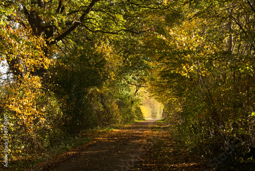 Autumn Tree Tunnel Horizontal