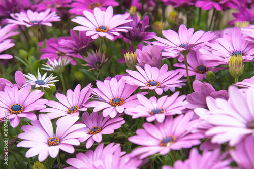 Purple Chamomile. Chamomile flowers. Daisy. Chamomile flowers. Purple yellow chamomile chamomile flower on a background of green grass in the wild or on a flower bed