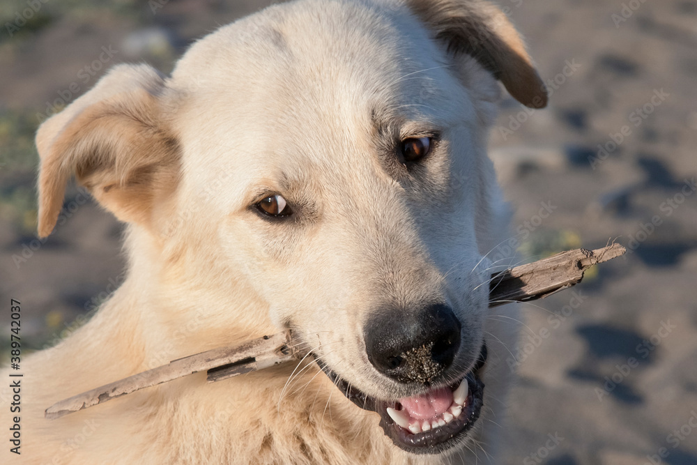 Light color dog on the beach. (Chewing stick) Close-up portrait of mongrel dog with a stick in the mouth. Pets concept. Light color dog on the beach. (Chewing stick) Close-up portrait of mongrel dog with a stick in the mouth. Pets concept.