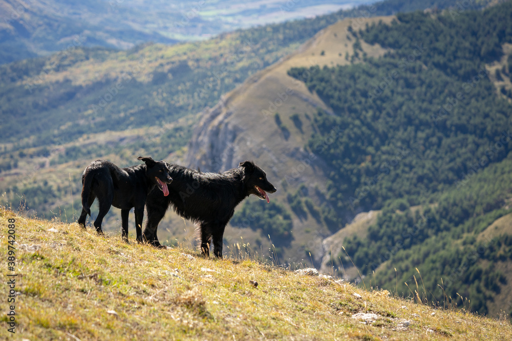 couple de chien de berger noirs sur une crête de montagne couple de chien de berger noirs sur une crête de montagne
