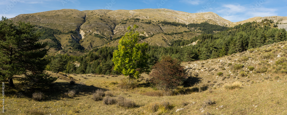 un vallon en montagne avec des arbres colorés
